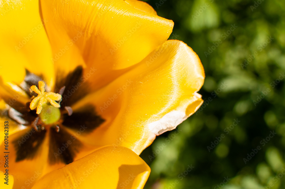 Close-up of a tulip flower. background image. Selective focus. bokeh.