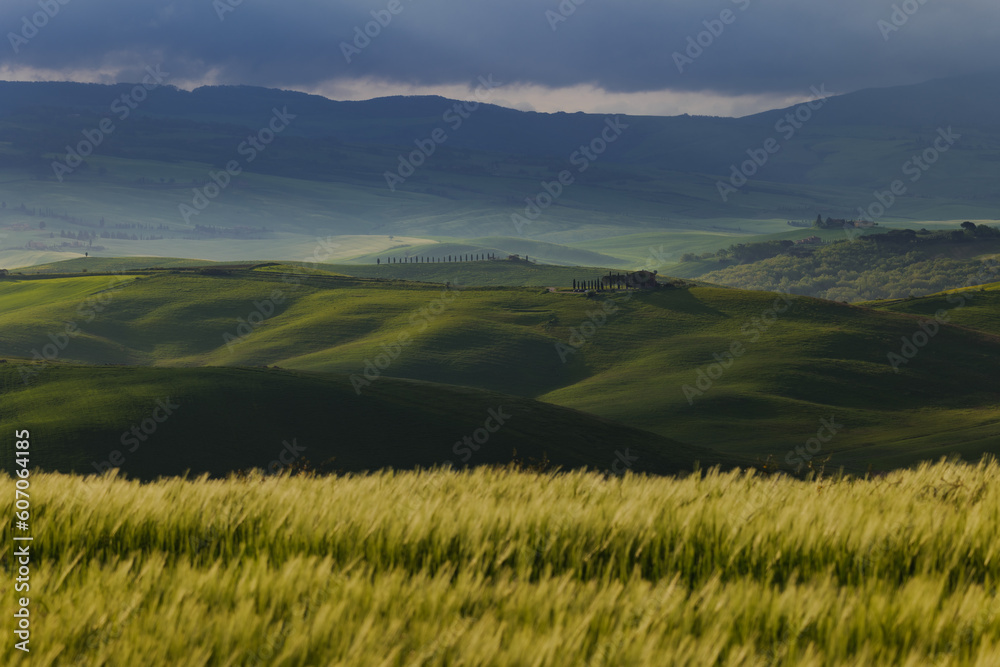 Tuscany fields in springtime, sunrise foggy mood,, Val d'Orca, Pienza region