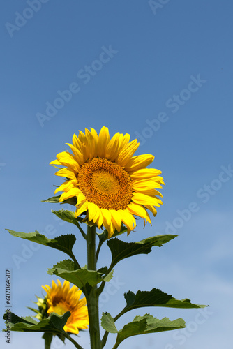 Sunflower (Helianthus annuus) head in a sunny day