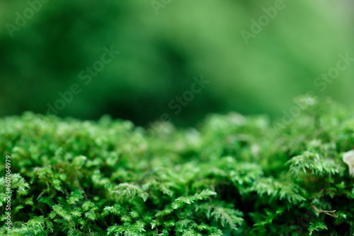 森林 緑ボケ背景