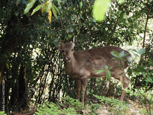 野生のシカ