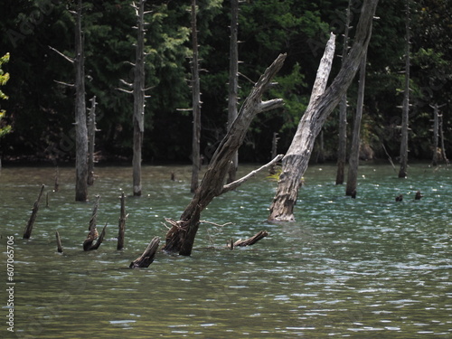 湖と木