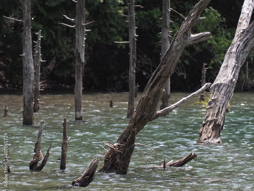 湖と木