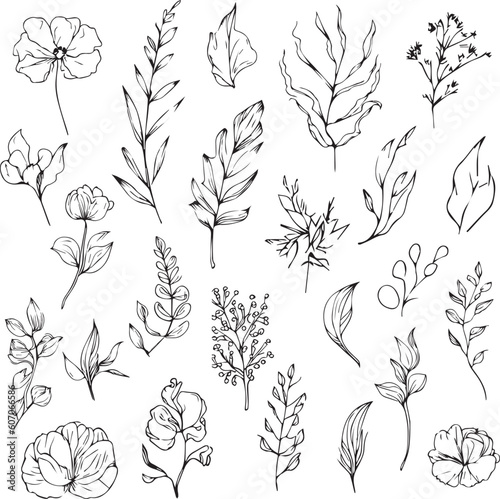 Set of vector hand-drawn botanical leaf, botanical line drawing, wildflower botanical line art, leaf's vector art, Pencil realistic wild flower drawing, ink sketch isolated on white background, flowe