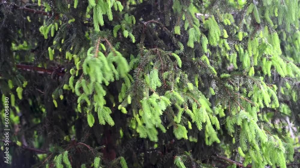 Huge rain. Rain drops falling. Rainy day in spring.
Huge rain. Rain drops falling. Rainy day in spring.
