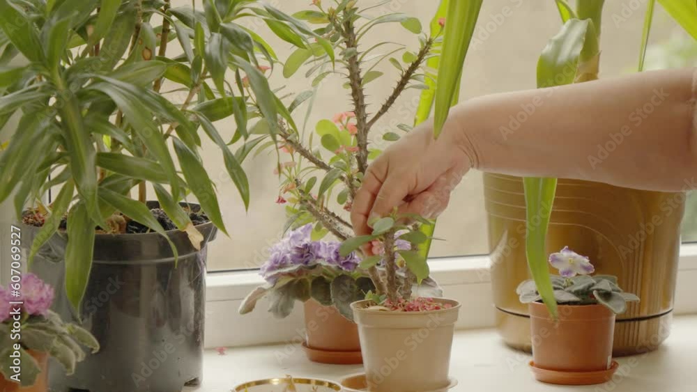 Woman's hands pluck withered flowers from a plant called euphorbia milii standing on a windowsill in a house Woman's hands pluck withered flowers from a plant called euphorbia milii standing on a windowsill in a house