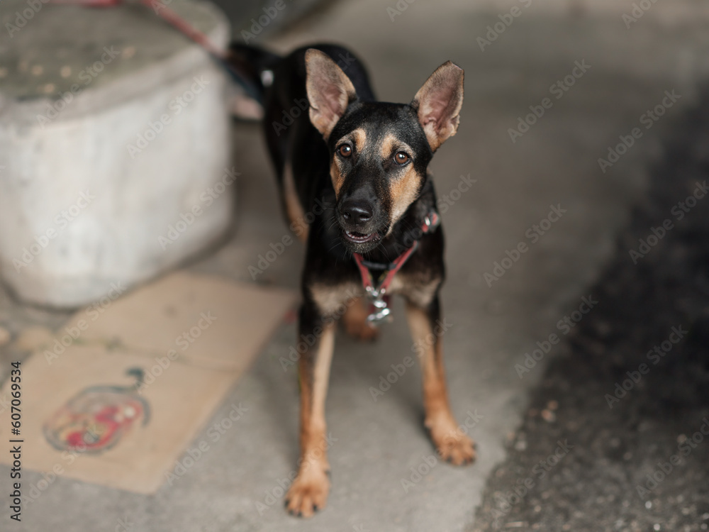 A street dog looking at people