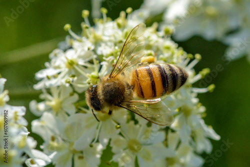une abeille butine une fleur 