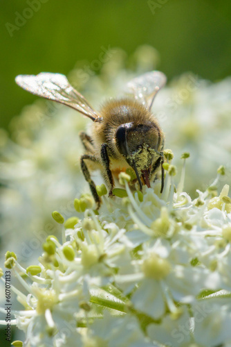 une abeille butine une fleur blanche © PL.TH