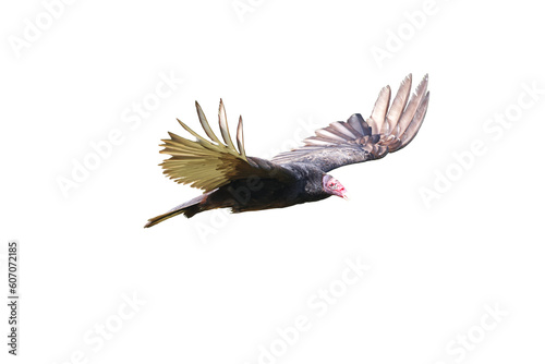 Turkey vulture. Cathartes aura photo