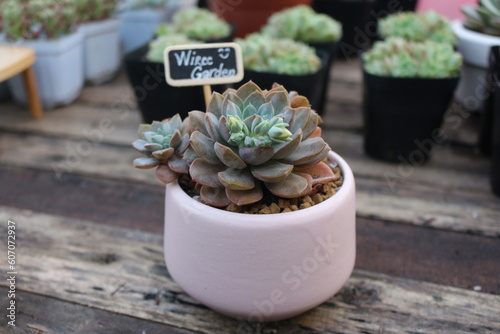 Beautiful succulent pot