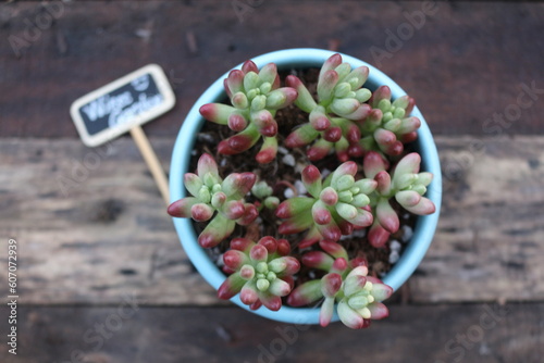 Beautiful succulent pot