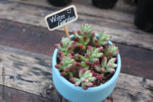 Beautiful succulent pot
