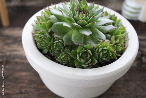 Beautiful succulent pot