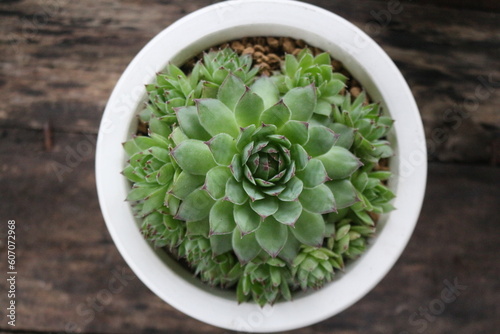 Beautiful succulent pot