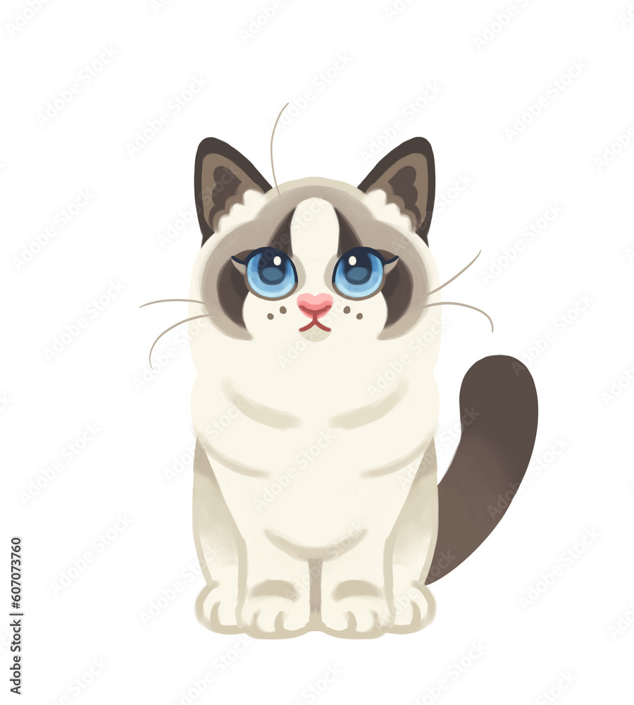 Obraz premium Ragdoll
