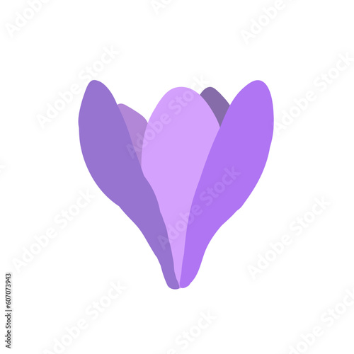Collection of crocuses and saffrons. A set of spring purple, yellow and white crocuses. Vector illustration of beautiful multicolored flowers