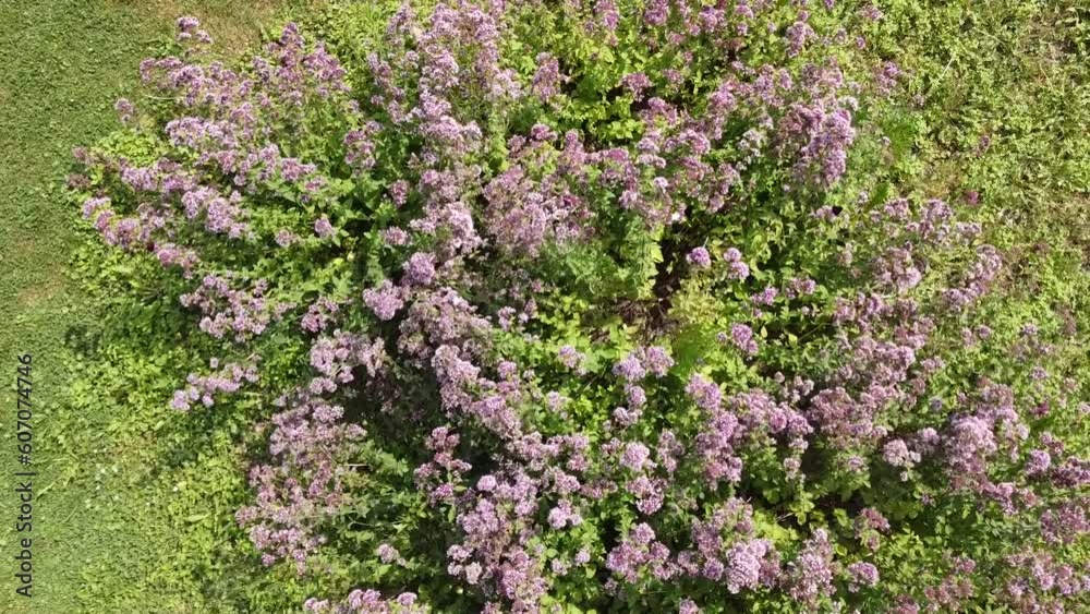 Blooming herbs Oregano, Origanum vulgare and different species of butterflies sitting on flowers and fluttering over flowers. Natural scene on sunny summer - from low height and slowly rotations. Blooming herbs Oregano, Origanum vulgare and different species of butterflies sitting on flowers and fluttering over flowers. Natural scene on sunny summer - from low height and slowly rotations.