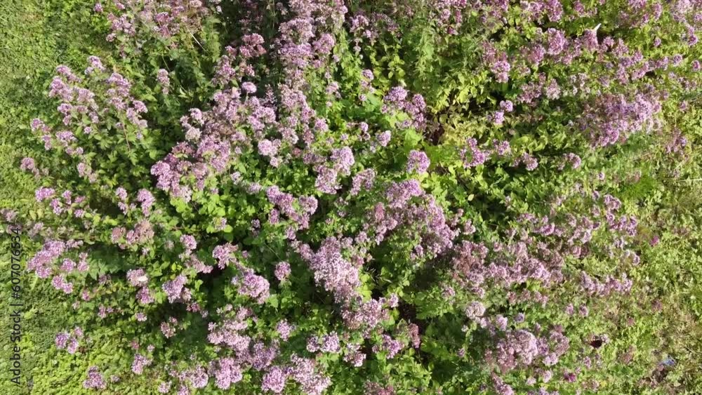 Blooming herbs Oregano, Origanum vulgare and different species of butterflies sitting on flowers and fluttering over flowers - with slowly rotations, with descent and ascent from the drone. Blooming herbs Oregano, Origanum vulgare and different species of butterflies sitting on flowers and fluttering over flowers - with slowly rotations, with descent and ascent from the drone.
