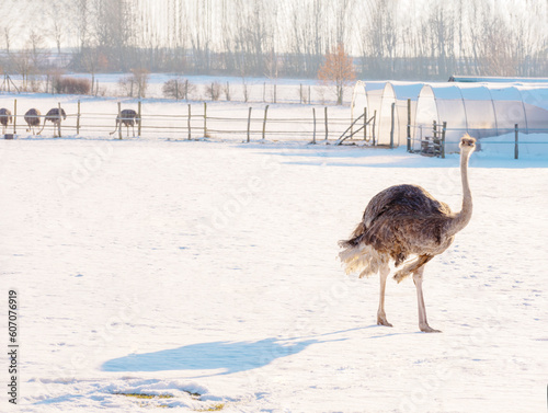 ostrich on an ostrich farm in winter in germany.