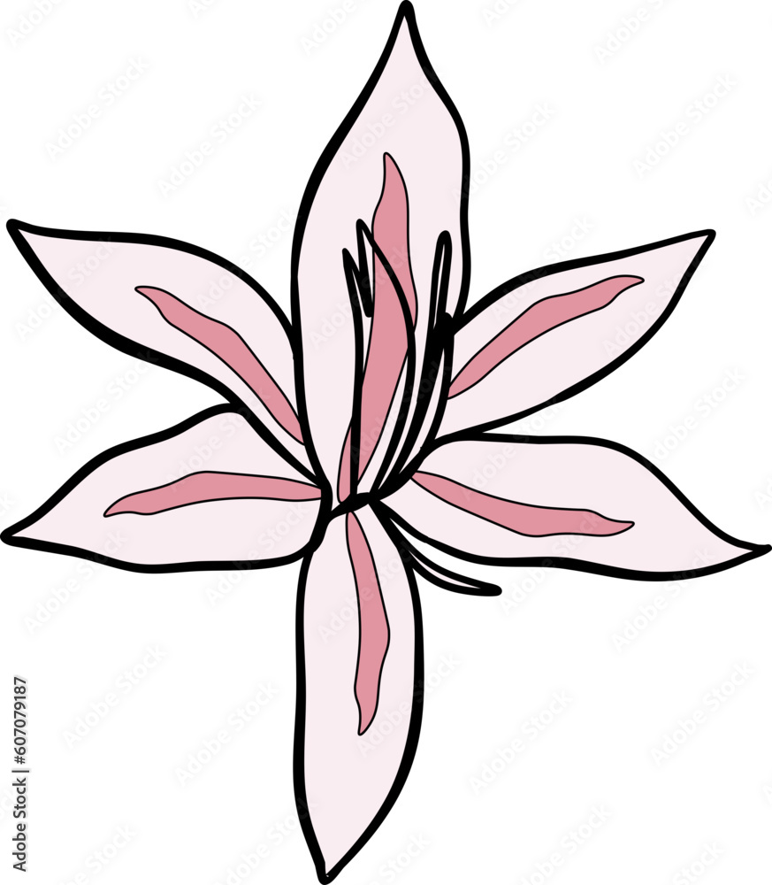 White Late Summer Flower Illustration Vector White Late Summer Flower Illustration Vector