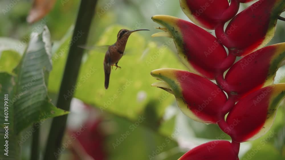 Hummingbird flying towards a Heliconia flower Hummingbird flying towards a Heliconia flower