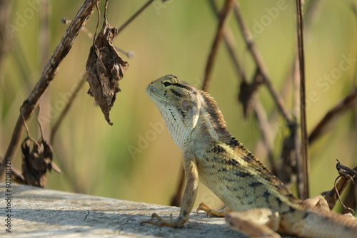 Oriental garden lizard (Calotes versicolor) - Garden lizards are relaxing on tree branches, camouflage garden lizards. Close up chameleon details.