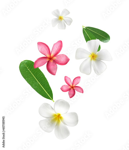 frangipani flower falling on a white surface © Retouch man