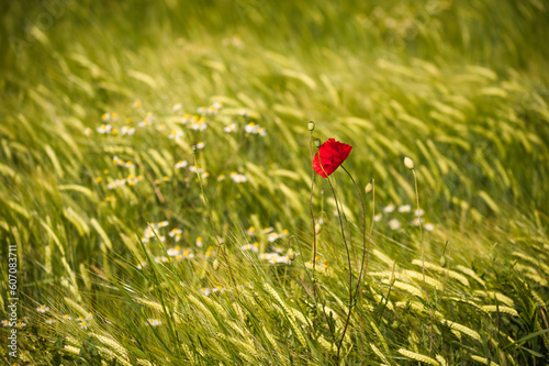 Roter Mohn blüht im Weizenfeld 