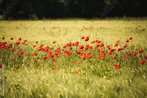 Roter Mohn blüht im Weizenfeld 