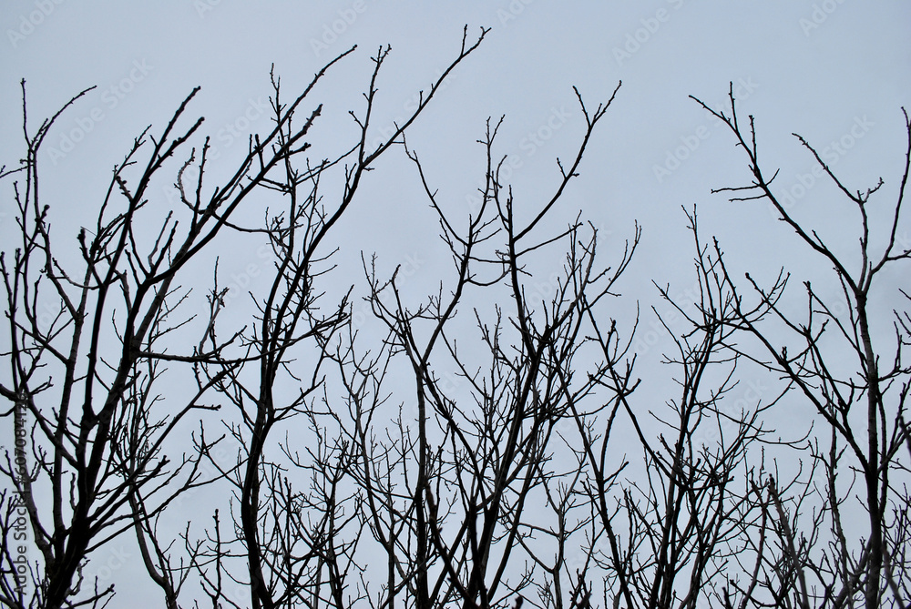 Fototapeta premium Branches of the tree