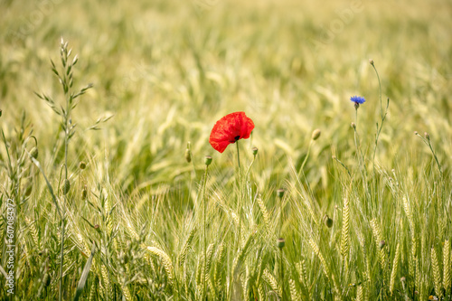 Roter Mohn blüht im Weizenfeld 