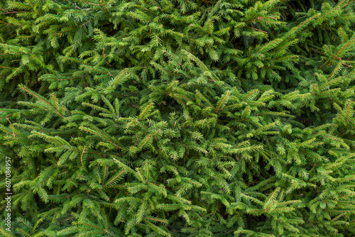 Background from evergreen branches of a Christmas tree.