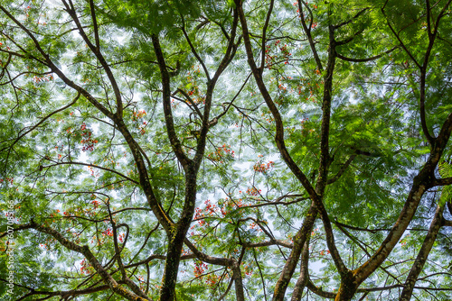 green tree branches as a neural network