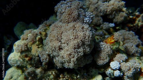 White pulse coral, pom pom xenia or pulse coral (Xenia umbellata) undersea, Red Sea, Egypt, Sharm El Sheikh, Nabq Bay