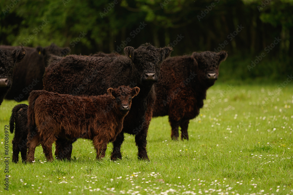 A group of brown and black Galloways standing in a meadow in a Dutch nature reserve.