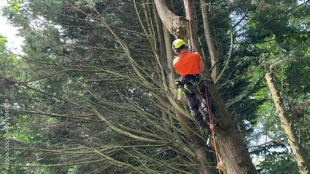 Lumberjack with saw and harness climbing a tree	