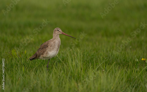 A female black-tailed godwit (Limosa limosa) standing in a meadow