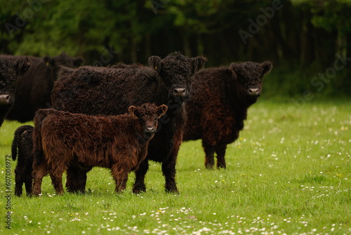 A group of brown and black Galloways standing in a meadow in a Dutch nature reserve. © Jako
