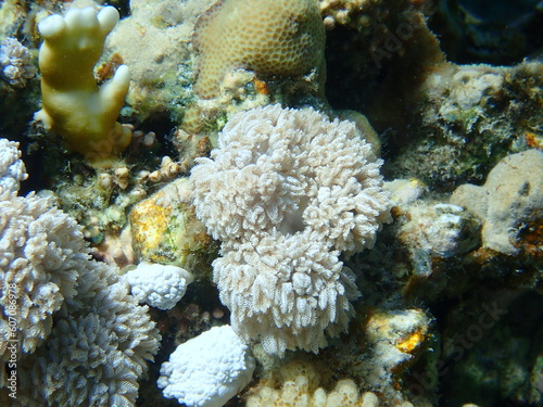 White pulse coral, pom pom xenia or pulse coral (Xenia umbellata) undersea, Red Sea, Egypt, Sharm El Sheikh, Nabq Bay