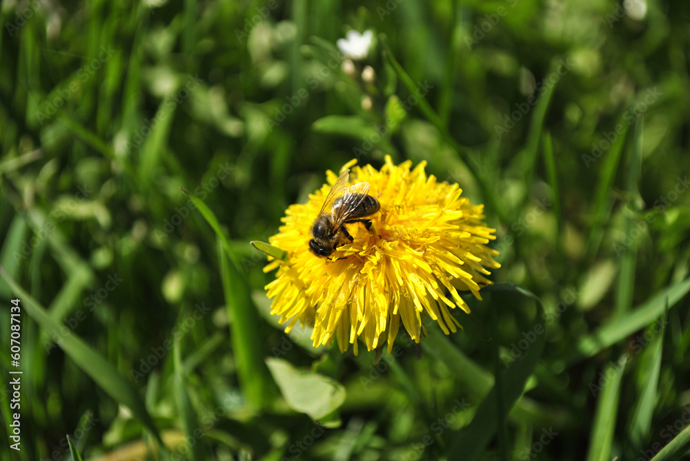 bee on dandelion bee on dandelion