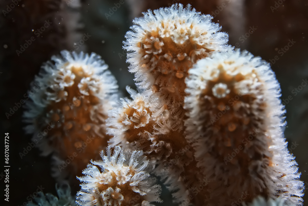 Fototapeta premium coral underwater flowers seascape abstract texture