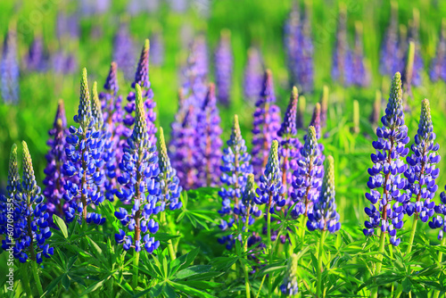 Photos meadow springtime wild flowers lupine background copy space