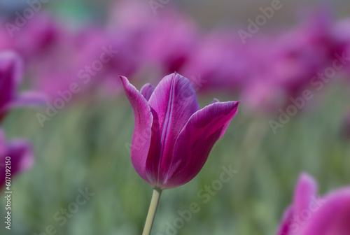 COlors of Spring - Tulip Farm Laval