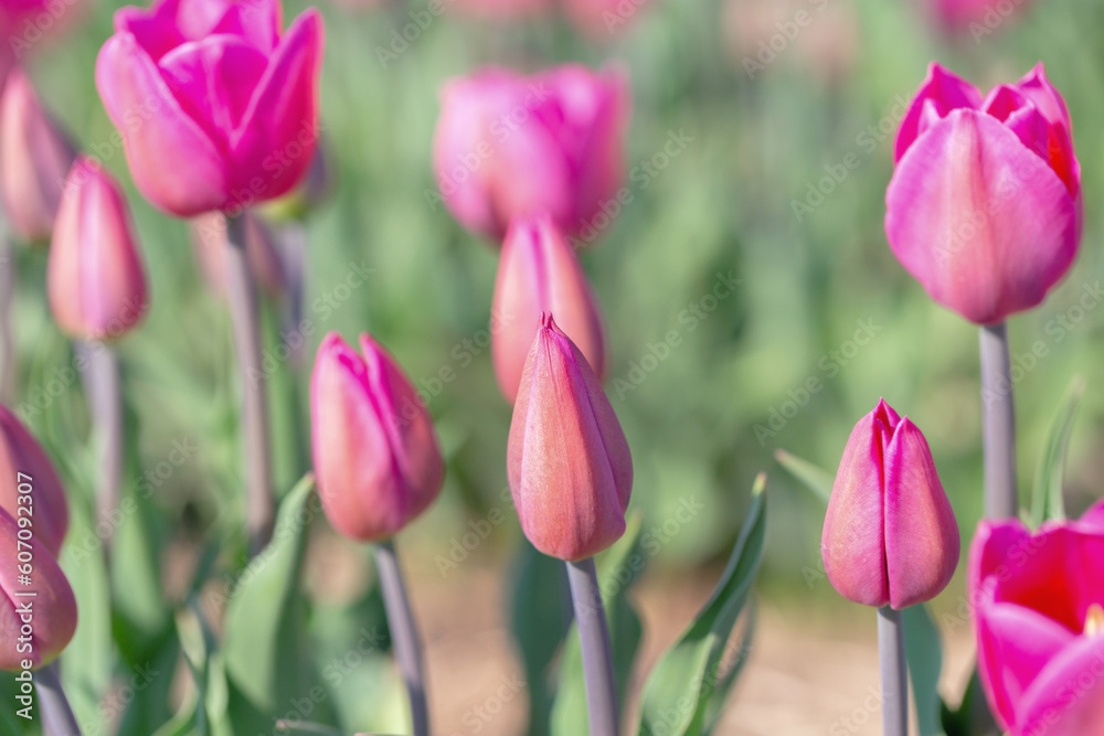 Fototapeta premium COlors of Spring - Tulip Farm Laval