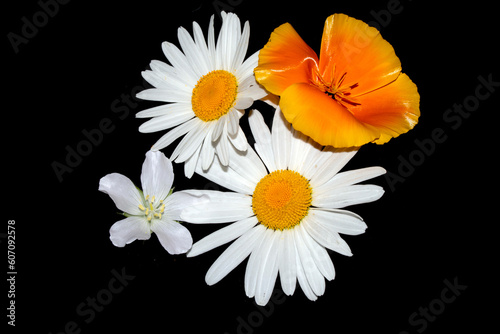 White Daisy And Calafornia Poppy  Wildflower Close Up on a Black Background photo