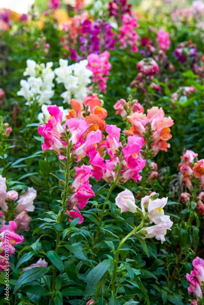 Beautiful blooming sea of snapdragon flowers of various colors in the garden