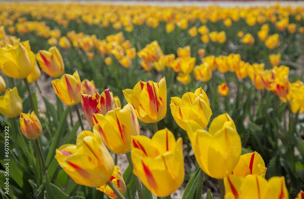 COlors of Spring - Tulip Farm Laval COlors of Spring - Tulip Farm Laval