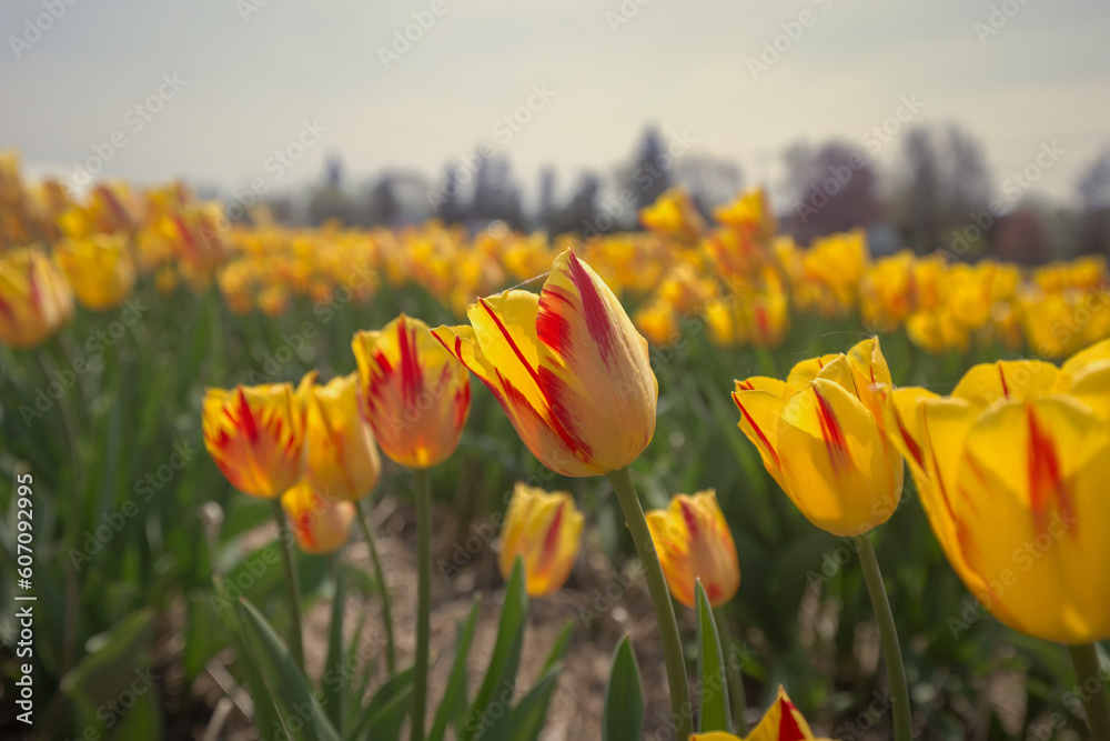 COlors of Spring - Tulip Farm Laval COlors of Spring - Tulip Farm Laval