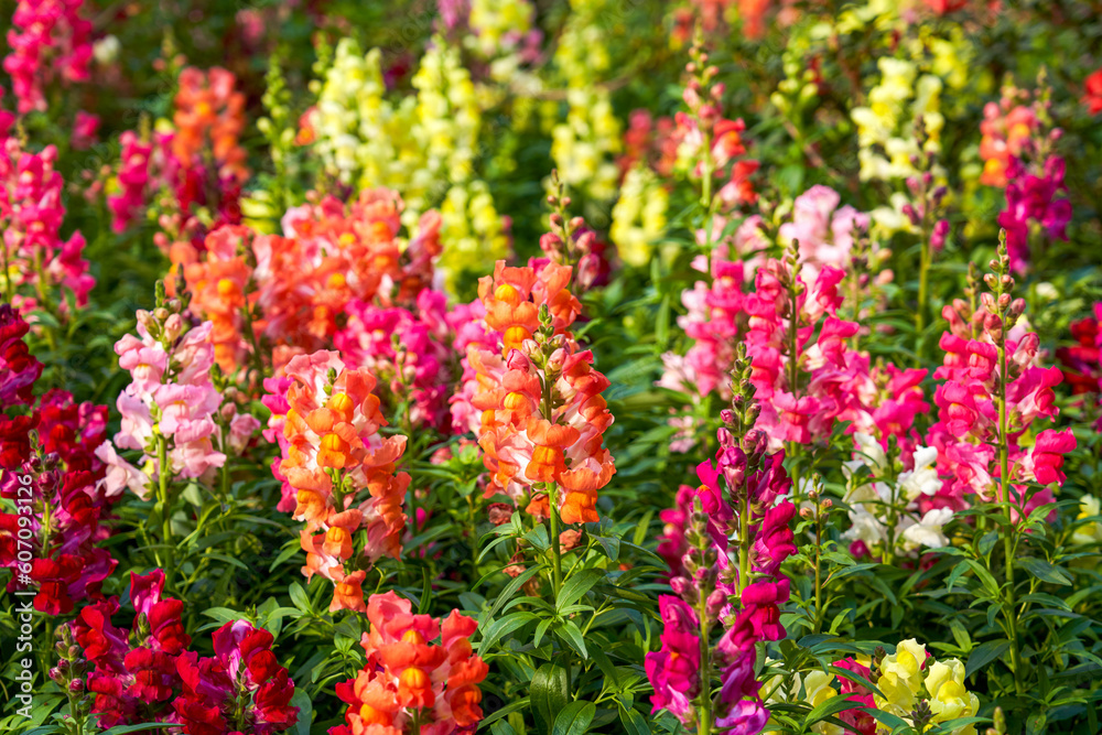 Beautiful blooming sea of snapdragon flowers of various colors in the garden Beautiful blooming sea of snapdragon flowers of various colors in the garden